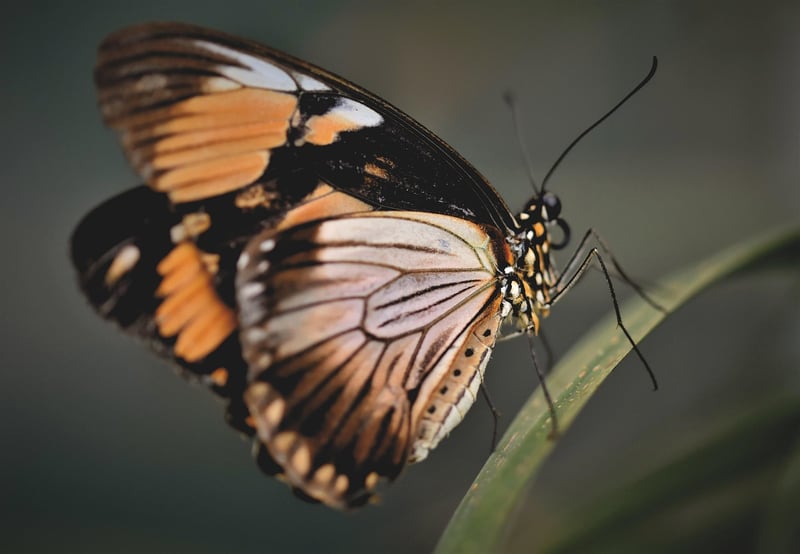 Butterfly Havens